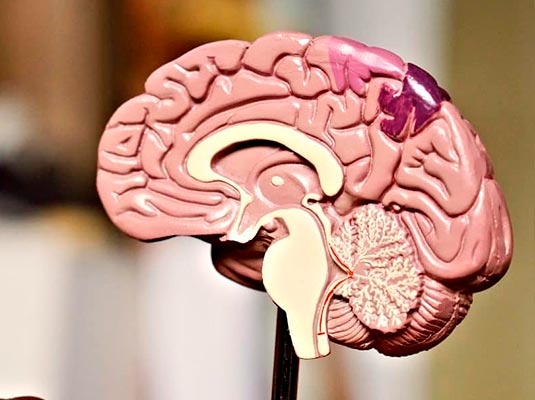 Neuropsicología cerebro humano